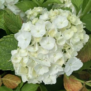 Hortensie Madame Emile Mouillere
