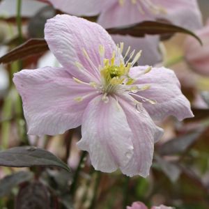 Berges Clematis MAYLEN
