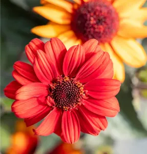 Sonnenblume Luna Roja