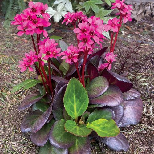Bergenie Early Brilliance Magenta