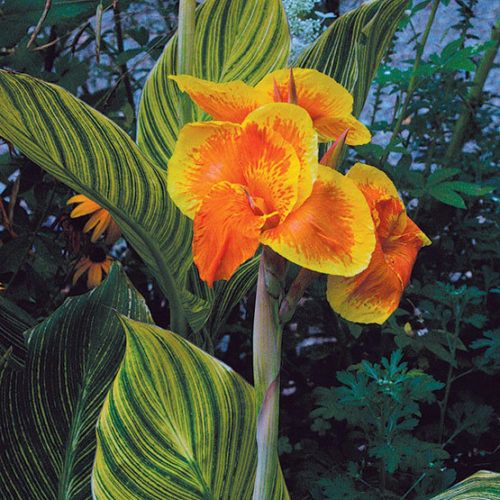 Canna Tropicana Gold