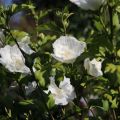 Hibiskus WHITE CHIFFON na pniu