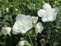 Hibiskus WHITE CHIFFON na pniu
