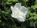 Hibiskus WHITE CHIFFON na pniu