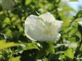 Hibiskus WHITE CHIFFON na pniu
