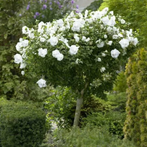 Hibiskus WHITE CHIFFON auf Stamm