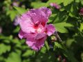 Hibiskus LAVENDER CHIFFON