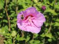 Hibiskus LAVENDER CHIFFON
