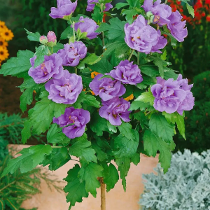 Hibiskus LAVENDER CHIFFON auf Stamm