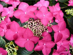 Gartenhortensie ROTSCHWANZ