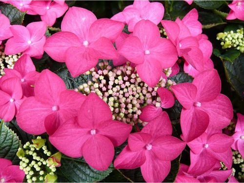 Gartenhortensie ROTSCHWANZ
