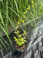 Wiciokrzew japonska Aureoreticulata
