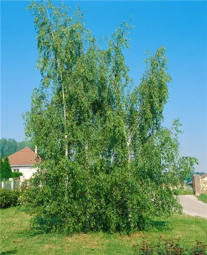Birke CRISPA