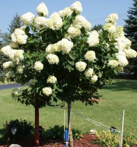 Hydrangea paniculata Limelight na pniu  