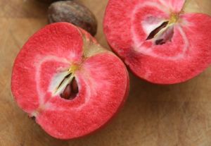 Apfelbaums Red Flesh im Topf