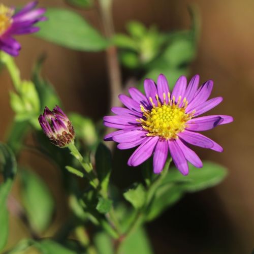 Aster EZO MURASAKI