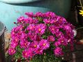Aster JENNY