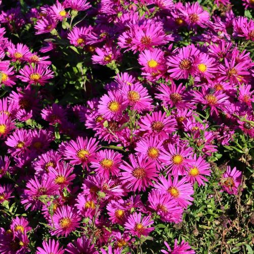 Aster JENNY 