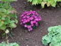 Aster JENNY
