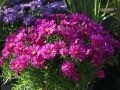 Aster JENNY