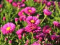 Aster JENNY