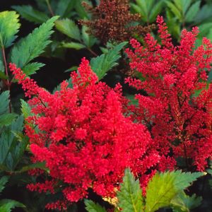 Arends Astilbe ELSE SCHLUCK