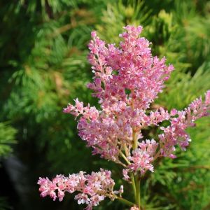 Arends Astilbe DARWIN'S DREAM
