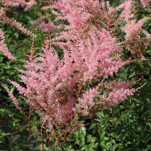 Arends Astilbe HENNIE GRAAFLAND