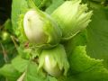 Orzech laskowy czerwony LAMBERTA