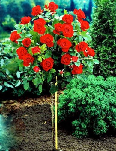 Großblumigen Roten Rose - auf Stamm
