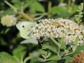 Budleja Dawida REVE DE PAPILLON WHITE