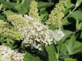 Budleja Dawida REVE DE PAPILLON WHITE