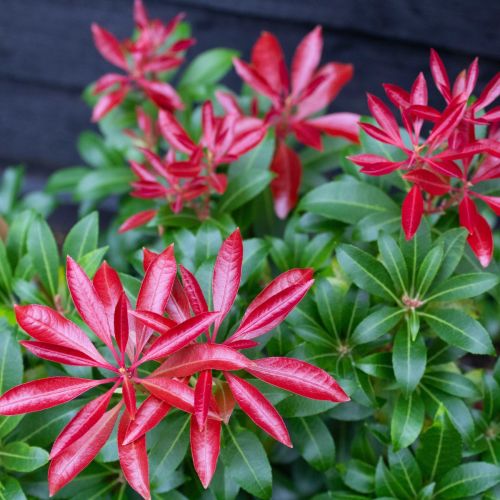 Japanische Pieris RED MILL