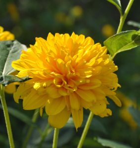 Sonnenblume SUNSHINE DAYDREAM