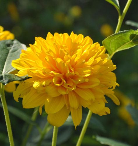 Sonnenblume SUNSHINE DAYDREAM