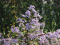 Aster sercolistny LITTLE CARLOW