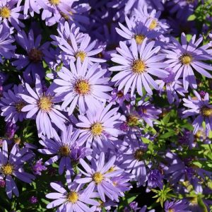 Herzblatt-Aster LITTLE CARLOW 