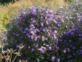 Aster TREFFPUNKT