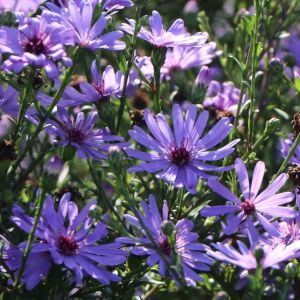 Aster TREFFPUNKT