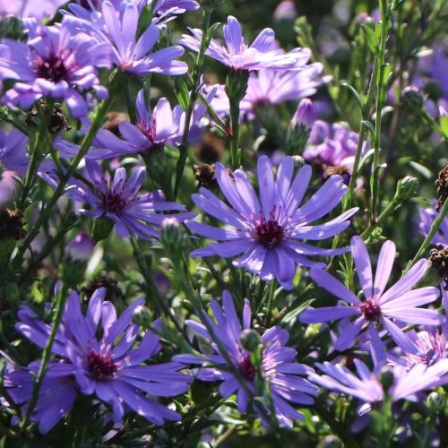 Aster TREFFPUNKT