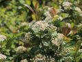 Aronia VIKING