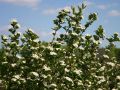Aronia VIKING