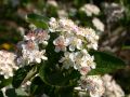 Aronia VIKING