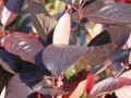 Aronia VIKING