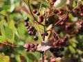 Aronia VIKING