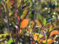 Aronia VIKING