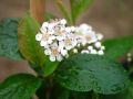 Aronia VIKING