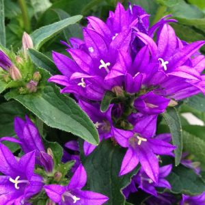 Knäuel-Glockenblume GENTI BLUE 