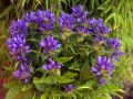 Dzwonek Skupiony GENTI BLUE