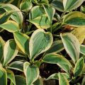 Funkia - Hosta AUTUMN FROST